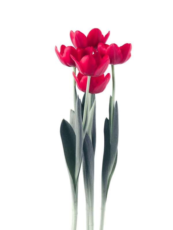 TULIPS I