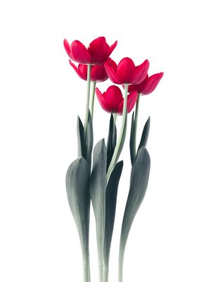 TULIPS TRÍPTICO