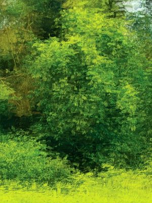 MATA IMPRESSIONISTA 1