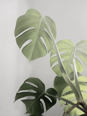 NEUTRAL MONSTERA LEAVES