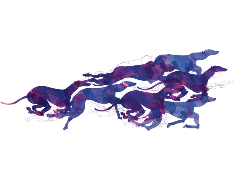 GALGO RACE