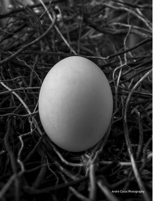 WHITE EGG