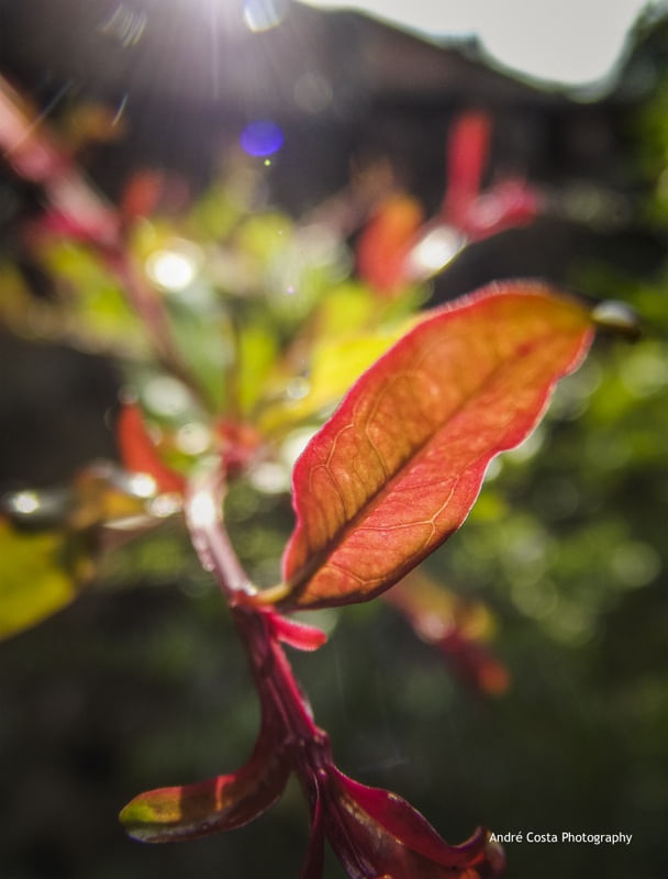 ART NATURE