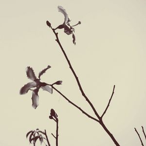 FLORES DO TOPO