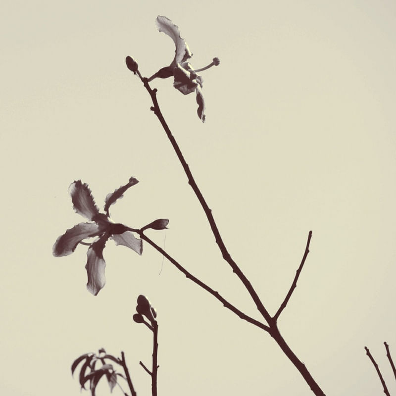 FLORES DO TOPO