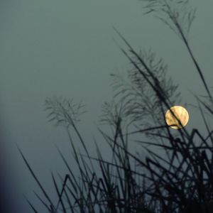 LUA NO CAMPO
