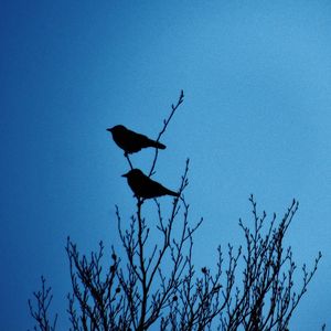 SILHUETAS DOS PÁSSAROS