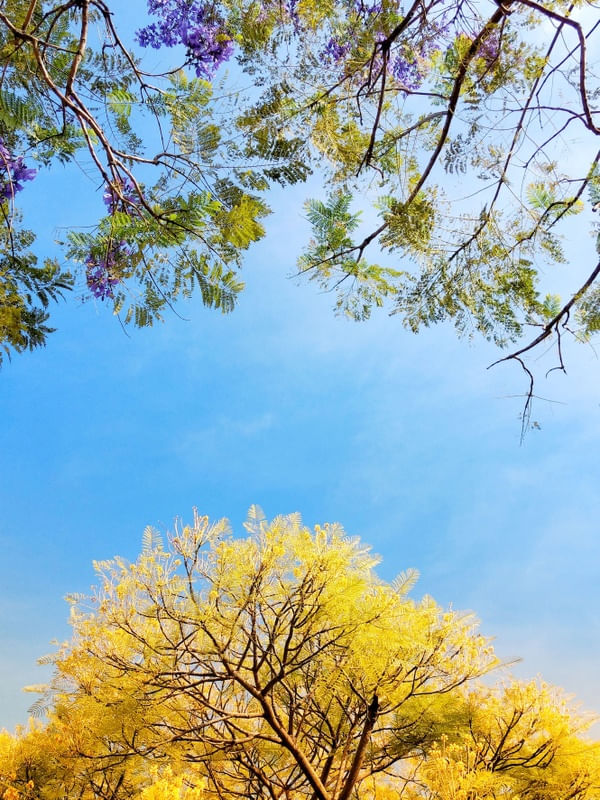 JACARANDÁ