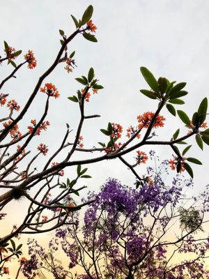 PLUMÉRIA E JACARANDÁ