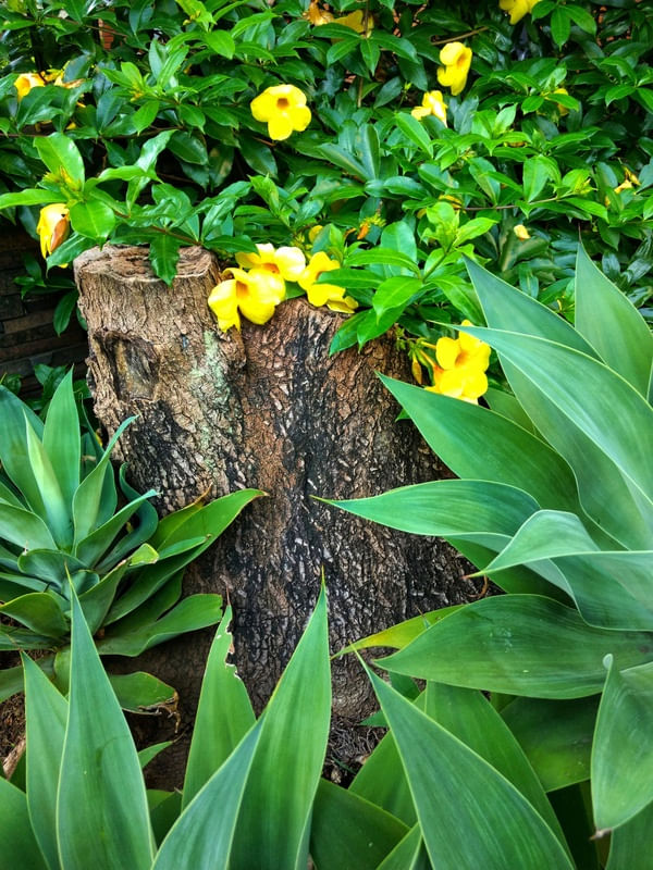 TRONCO ENTRE FLORES