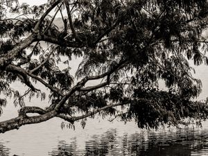 TREE LS1