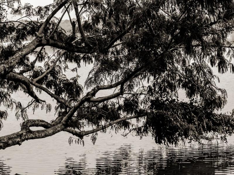 TREE LS1