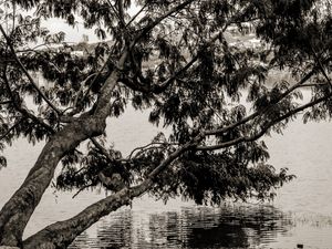 TREE LS2
