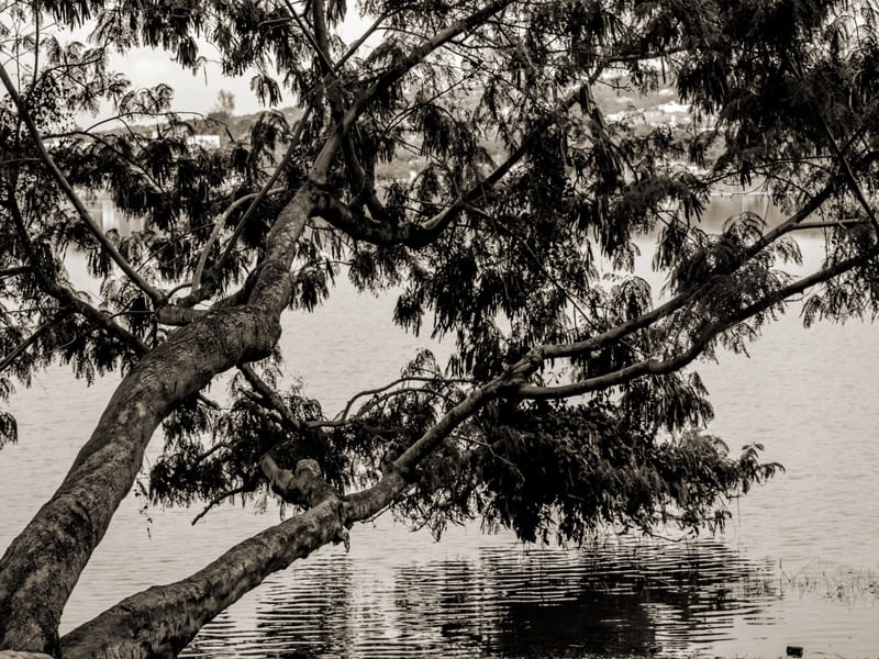 TREE LS2