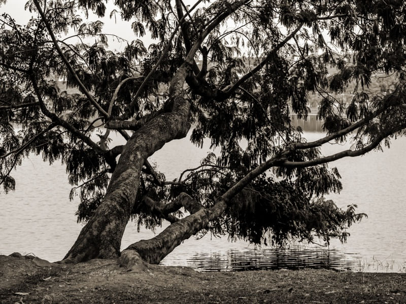 TREE LS3