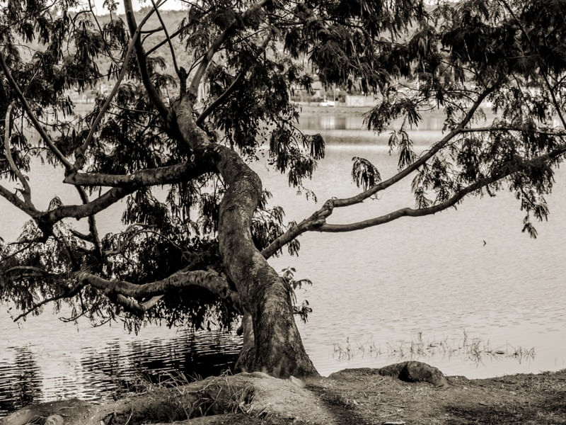 TREE LS4