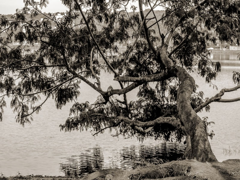 TREE LS5
