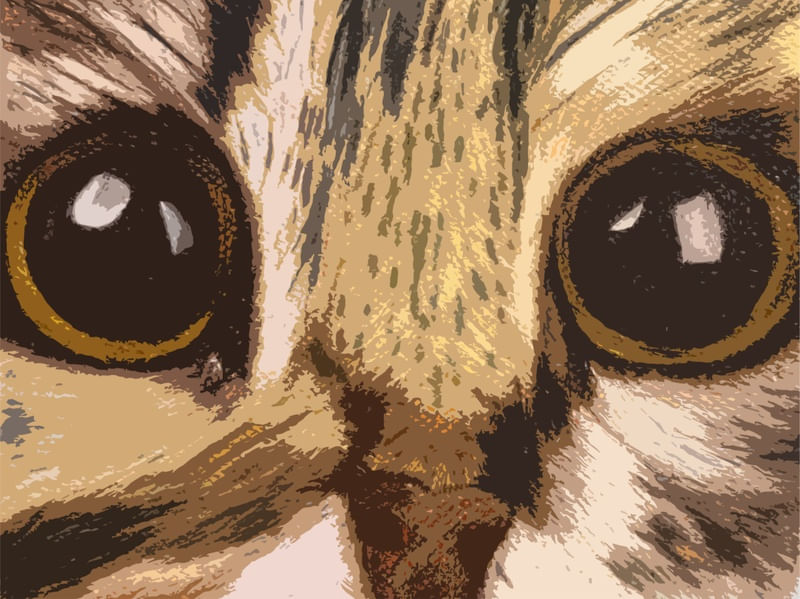 OLHOS DE GATO LISTRADO