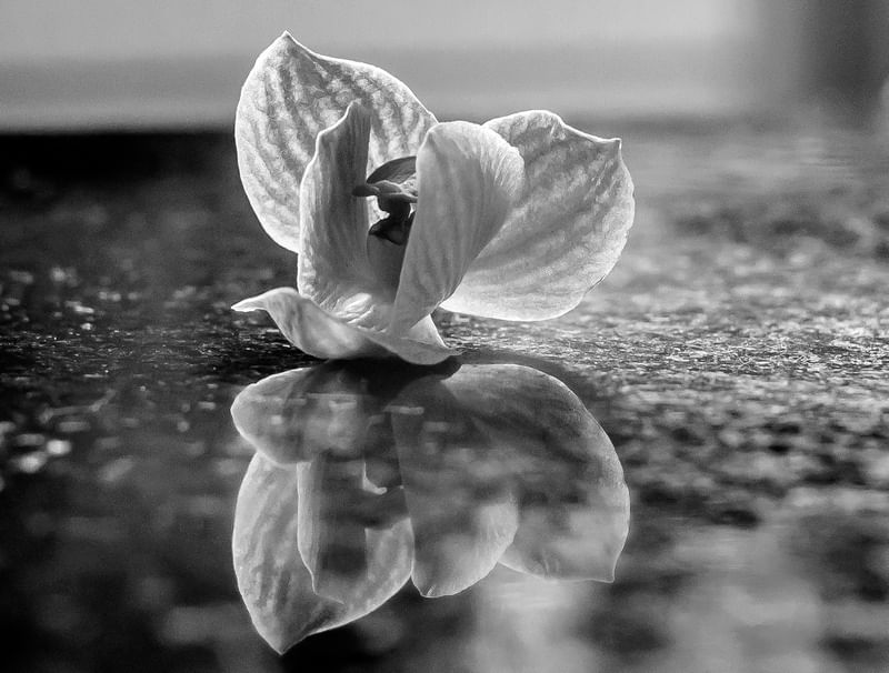ORQUÍDEA REFLEXO PB