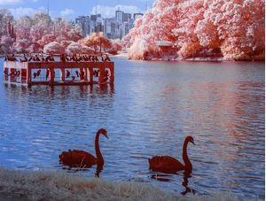 AVES NO LAGO EM INFRAVERMELHO