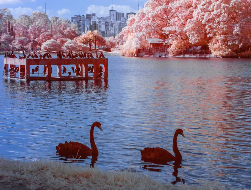 AVES NO LAGO EM INFRAVERMELHO