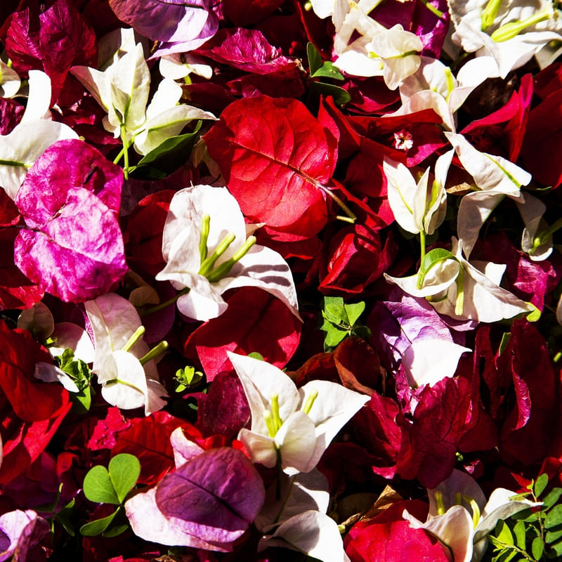 PRIMAVERA 62018 -4