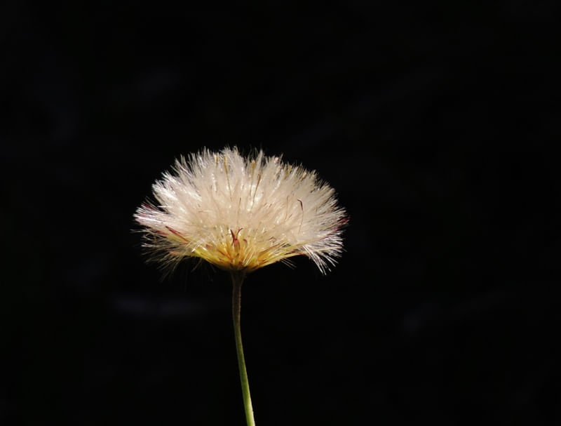 DENTE DE LEÃO SOLITÁRIO (COLORIDA)