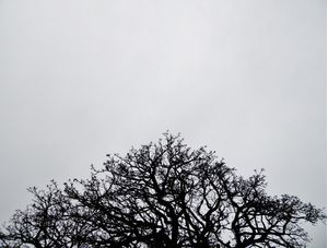 OS GALHOS E O CÉU
