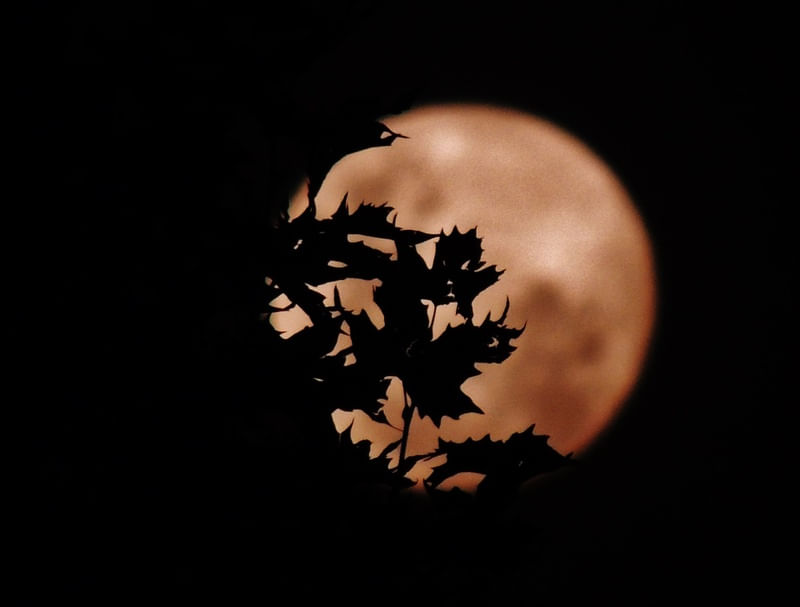A LUA E AS FOLHAS