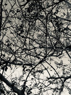 REFLEXO NO CÉU 01/02