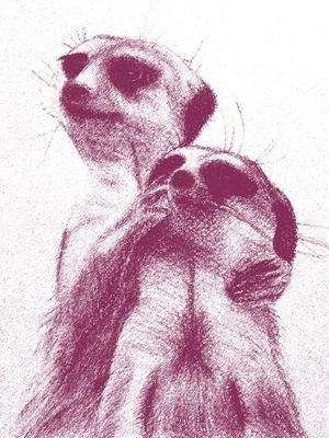 SURICATES OBSERVANDO
