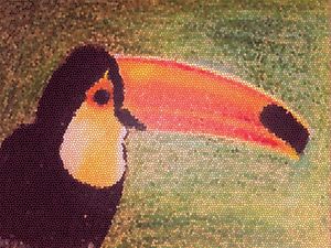TUCANO VITRAL