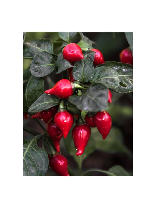 PIMENTA BIQUINHO