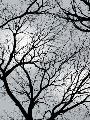 ALBERI SIAMO NOI