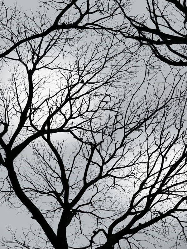 ALBERI SIAMO NOI
