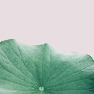 TROPICAL E ROSA I