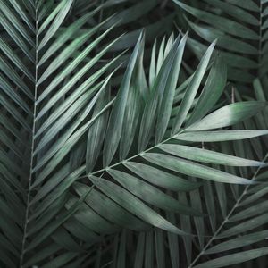 TROPICAL E VERDE
