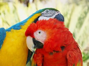 AMOR ENTRE ARARAS