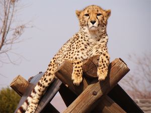CHEETAH OBSERVANDO