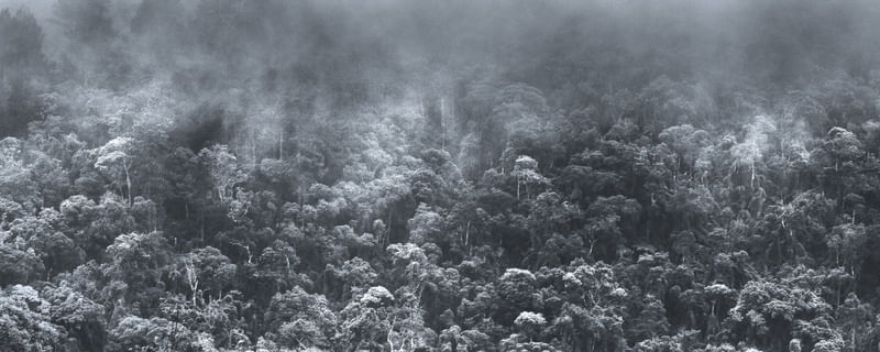 FOG FOREST