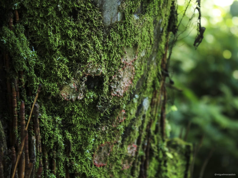 TEXTURAS DA VEGETAÇÃO CARIOCA