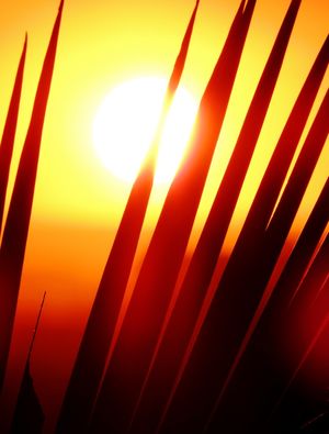 AS FOLHAS E O SOL