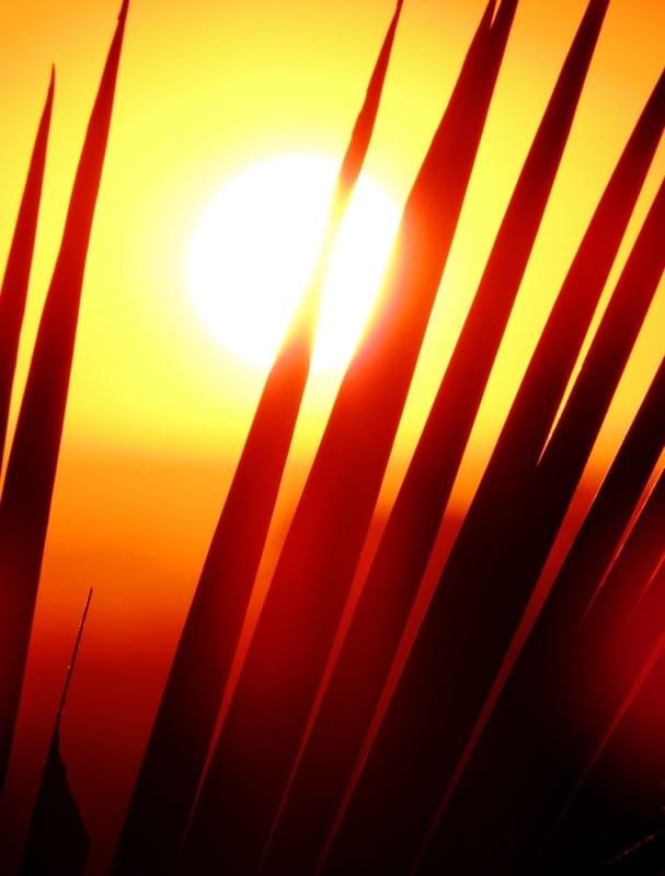 AS FOLHAS E O SOL