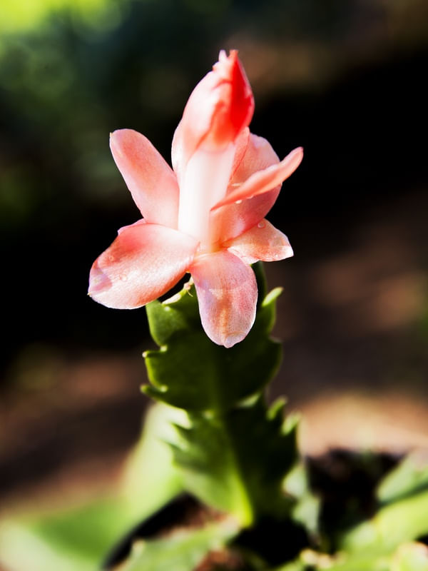 FLOR DE MAIO 4