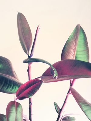 PLANTA IRIDESCENTE 1
