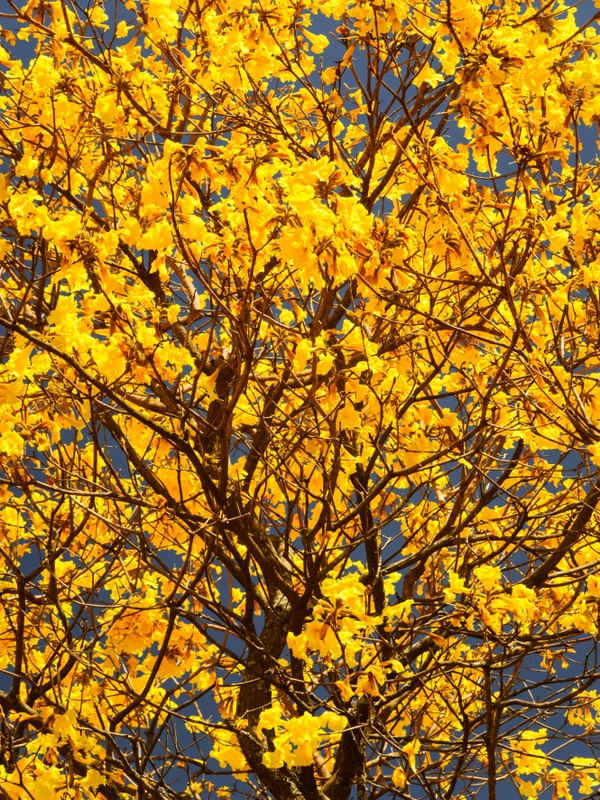 IPÊ AMARELO EM