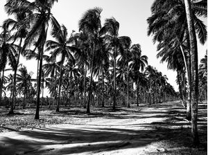 COQUEIROS DO NORDESTE PB