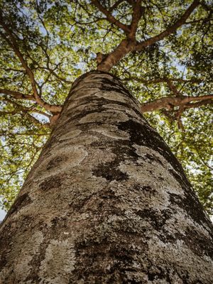 GRANDE JATOBA