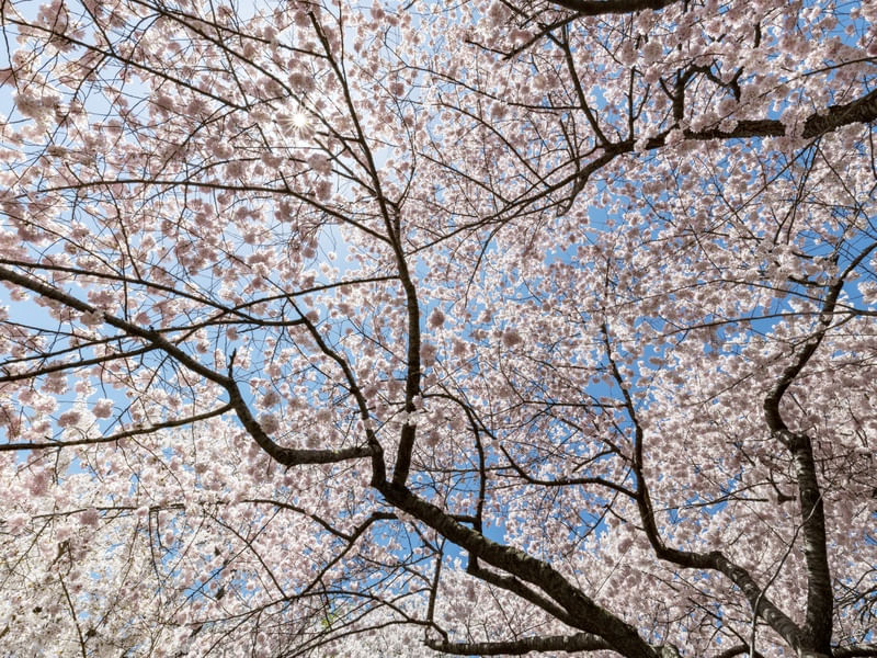 CEREJEIRAS NO CENTRAL PARK