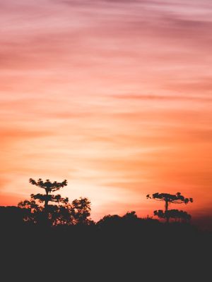 ARAUCÁRIAS AO ENTARDECER